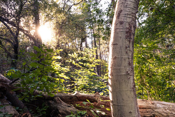 Obraz premium Evening Glow on Fallen Trees