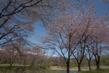 Obraz premium SAKURA, cherryblossom in the northern alps of Japan, Hakuba