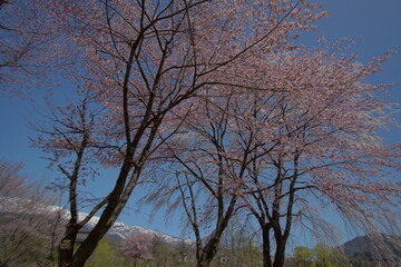 SAKURA, cherryblossom in the northern alps of Japan, Hakuba