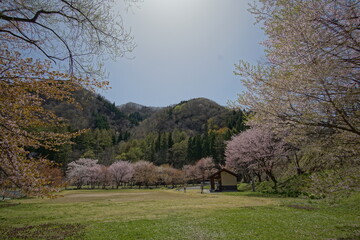 SAKURA, cherryblossom in the northern alps of Japan, Hakuba