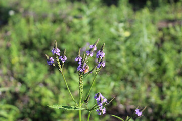 Honeybee feeding on blue vervain at Wayside Woods in Morton Grove, Illinois