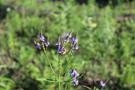 Honeybee feeding on blue vervain at Wayside Woods in Morton Grove, Illinois