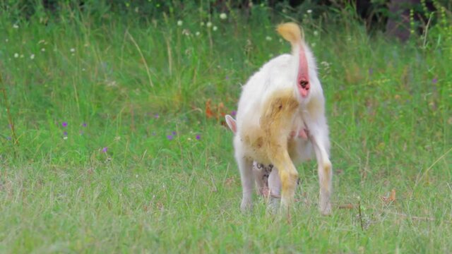 The lamb stands in the field, eats grass and defecates