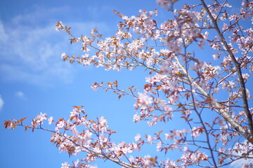 SAKURA, cherryblossom in the northern alps of Japan