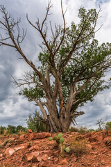 Twisted Juniper and Summer Storms