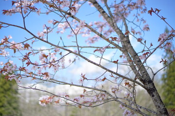SAKURA, cherryblossom in the northern alps of Japan