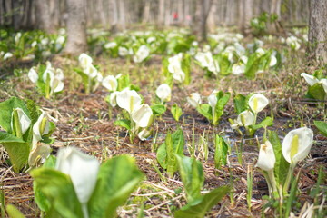 MIZUBASYOU, famous spring plants in the northern alps of Japan