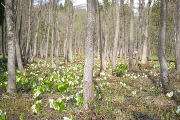 MIZUBASYOU, famous spring plants in the northern alps of Japan