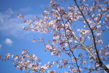 SAKURA, cherryblossom in the northern alps of Japan