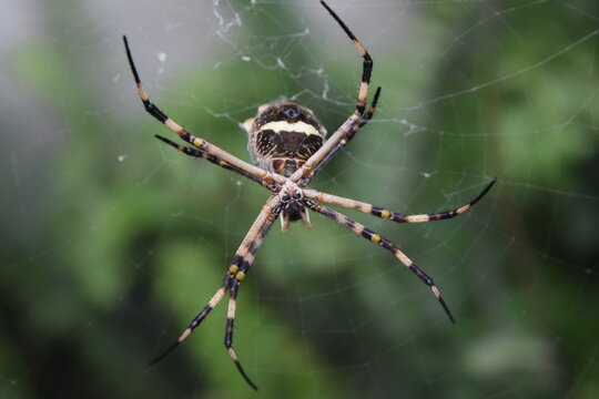 Spider, Choachi, Colombia