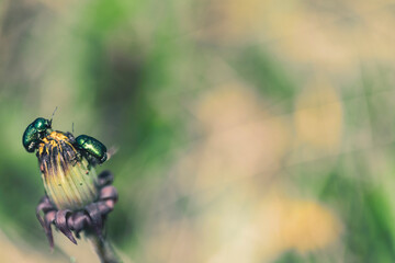 Two bugs on a closed dandelion. Macro, narrow focus.