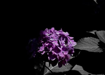 Purple Hydrangea With A Dark Background