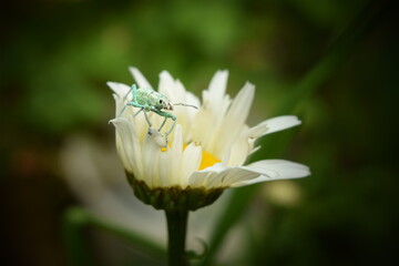 Fototapeta premium curculionidae, gorgojo, Choachi, Colombia