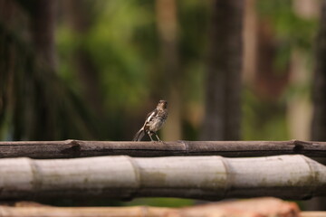 Oriental magpie-robin
