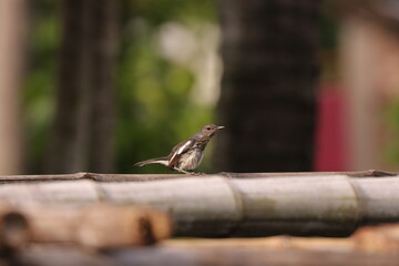 Oriental magpie-robin
