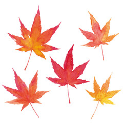 モミジの水彩イラスト