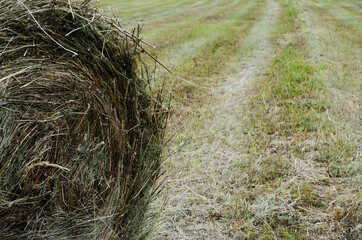 Bale of hay on a beveled empty field close-up with a copy space