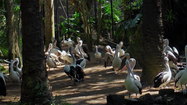 Flock of large Australian pelicans in the usual habitat in the forest with green grass