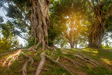 Large tree roots with sunlight in the public park, ChiangMai, Thailand