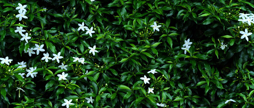 Abstract white cape jasmines with green leaves (Gardenia jasminoides) background