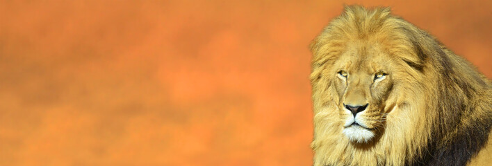 Lion face against sunset sky background