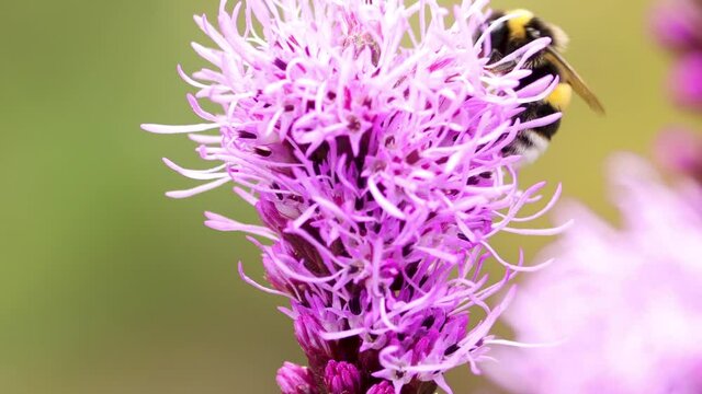 Large buff tailed bumblebee strolling around and climbing up a Liatris Spicata or bottle brush flower looking for nectar  against a smooth blurred out of focus background and foreground
