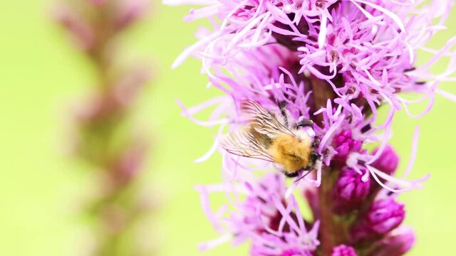 Garden flower Liatris Spicata or bottle brush with buff tailed bumblebee strolling around in the foreground against a smooth blurred out of focus bright natural green background with another stem