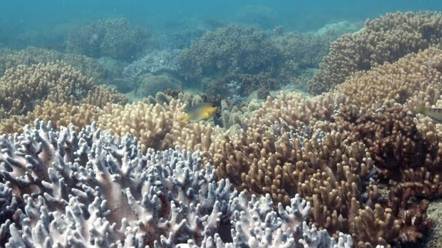 Tropical Reef fish swims along coral - slowmotion