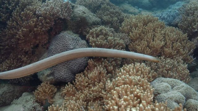 Olive Sea Snake swimming along coral reef - Slowmotion