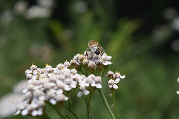 close up of a flower, fly Choachi, Colombia