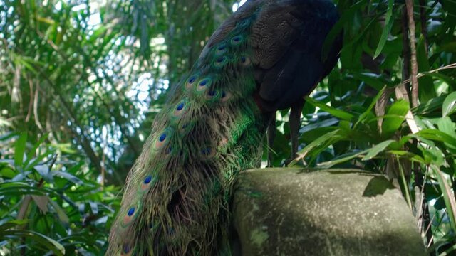 A large peacock with blue feathers in its usual habitat with green