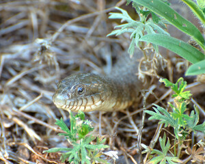 Northern water snake