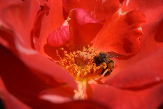 close up of a flower, bee Choachi, Colombia