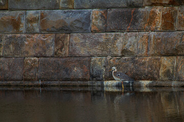 blue heron standing in water