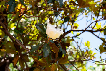 White flower