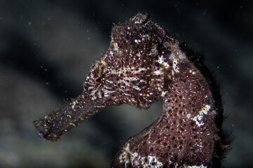 Detail of a seahorse, Hippocampus kuda, that clings to the seafloor of a reef in Raja Ampat, Indonesia. These small, unusual fish are excellent at camouflage and rarely seen.