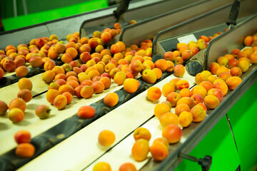 Conveyor line of calibrating and packaging fruits with fresh apricots