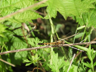 シオカラトンボ