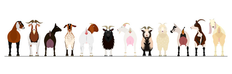 various goats border
