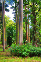 Beautiful and unique rainbow eucallyptus grove of trees on Maui.
