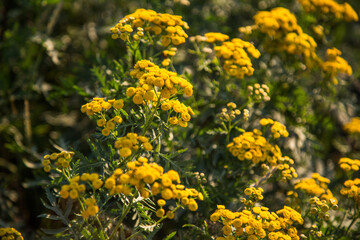 Wild flowers of clover in a meadow in nature in the rays of sunlight in summe. A picturesque colorful artistic image with a soft focus.