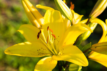 Yelow lilies. Bright Blossoming yellow lily flower. Park, garden plot. Floristic