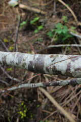 texture of dried leaves on the ground. Taken with blur background