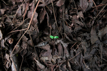 texture of dried leaves on the ground. Taken with blur background