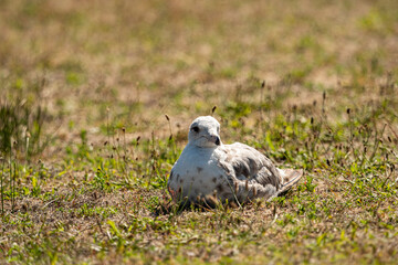 close up of a spotted white seagull laying on the ground with tiny grasses on a hot summer day