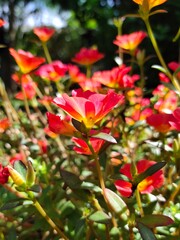 red and yellow flower