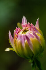 Fototapeta premium close up of a dahlia flower bud with wrapped up pink petals ready to bloom in the garden with creamy green background