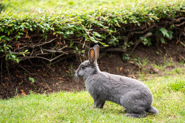 close up  portrait of one cute  grey  rabbit sitting on the green grass  in front of the green bushes