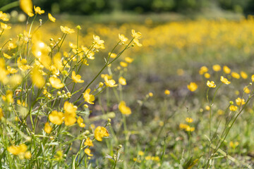 Obraz premium Yellow flowers close-up on a pond
