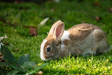 close up of a blue-eyed cute brown bunny with white spotted fur eating on green grass field under the sun